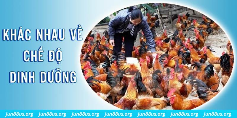 sao789 Đại Chiến Đỏ Đen
